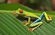 Top 10 Green Animals In The World - Devoted To Nature
