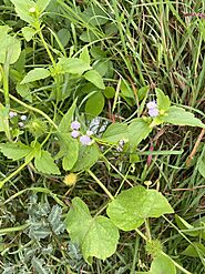 Praxelis in a roadside