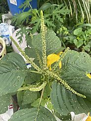 Green Amaranth flower