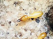 How Termites can destroy your 3 million dollars home