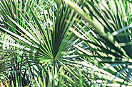 How Does Saw Palmetto Vitamins Help To Improve Men’s Health?