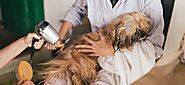 GUIDE TO GROOMING YOUR PET - DO'S AND DONT'S