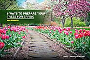 6 Ways to Prepare Your Trees for Spring - Caledon Treeland