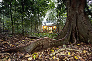 Whitewood Cottage | Bunya Mountains