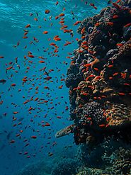 Great Barrier Reef