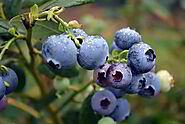 Blueberry là gì? Thành phần và công dụng của Blueberry | OTiV