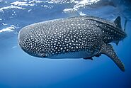 Whale Shark