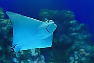 Manta Ray