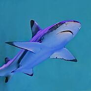 Blacktip Reef Shark