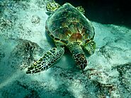 Sea Turtle