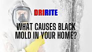 What Causes of Black Mold in Your Home? And How To Get Rid it?