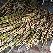Cây tầm vông xuất khấu