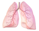 The left lung is smaller to make room for the heart.