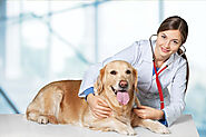 Process for Veterinary DEA License Decoded