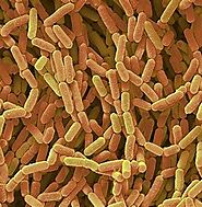 Bacteria involved in making Sour Dough