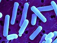 Bacterial Characteristics of Lactobacillus