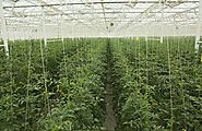 A SOIL-FREE SUCCESS: AQUAPONIC AGRICULTURE ON THE RISE | Nature's Miracle