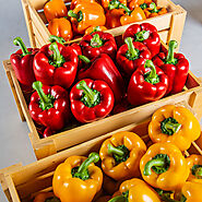 Bell Pepper & Snack Peppers - Nature's Miracle