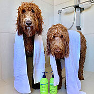 Best dog shampoo for hypoallergenic dogs