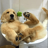 Order best dog shampoo for hypoallergenic dogs