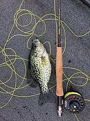 How to Pick the Best Fishing Line for Crappie - Fishingtel.com