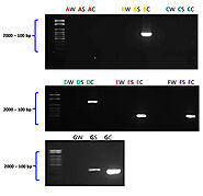 Bacillus subtilis natto: a non-toxic source of poly-γ-glutamic acid that could be used as a cryoprotectant for probio...