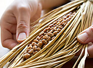 Traditional method ( the use of rice straw)