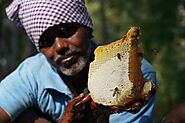 A Man with Thumbai flower Honey comb