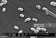 Some facts about Bacillus subtilis bacteria