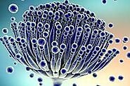 On the safety of Aspergillus oryzae: a review - Applied Microbiology and Biotechnology