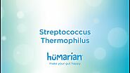 Streptococcus Thermophilus