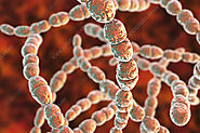 STREPTOCOCCUS THERMOPHILUS: Overview, Uses, Side Effects, Precautions, Interactions, Dosing and Reviews