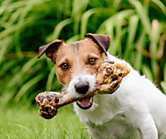 Pets Treats | Dog Treats | Dog Dental Treats