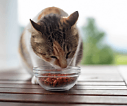 Prescription Cat Food | Best Cat Food | Pet Food