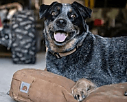 Dog Beds | Dog Blanket For Bed