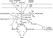 Frontiers | Metabolism Characteristics of Lactic Acid Bacteria and the Expanding Applications in Food Industry | Bioe...