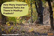 How Many Important National Parks Are There In Madhya Pradesh?