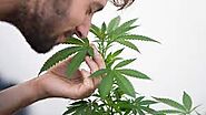 What Does Marijuana Smell Like? - DailyTaker