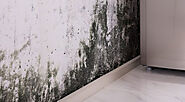 Best Mold Removal in Toronto: Professional Services to Eliminate Mold