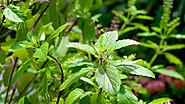 5 Health Benefits of Tulsi leaves (Holy Basil), Facts You must Know