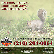 The Importance Of Animal Control For Wildlife | Critter One