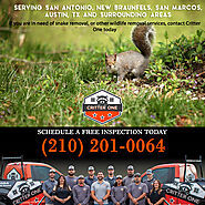 Critter Removal San Antonio & Surrounding Areas | Critter One