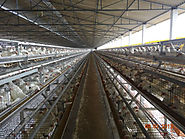 Layer Cage System, Manufacturers, Design, India
