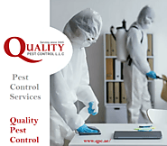 Looking Best Pest Control Services