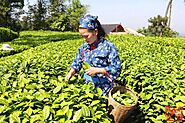 Tea production area in China – BY-CHINA-TEA ™ Online shop