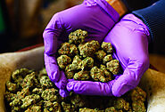 Recreational Marijuana Dispensary in Washington, DC | Dupont Dispensary