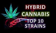 Top 10 Best Hybrid Strains 2022 - [The only Strains you NEED]