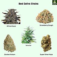 Top 10+ Best Sativa Strains in 2022 - [#1 Is Simply Awesome]