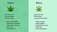 Sativa And Indica Leaf Difference - [Things you should know]