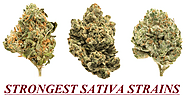 Top 10+ Strongest Sativa Strains Of 2022 - Don't Miss THIS
